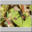 Arachnospila anceps - Wegwespe w005a 7mm - OS-Hasbergen-Lehmhuegel-det.jpg